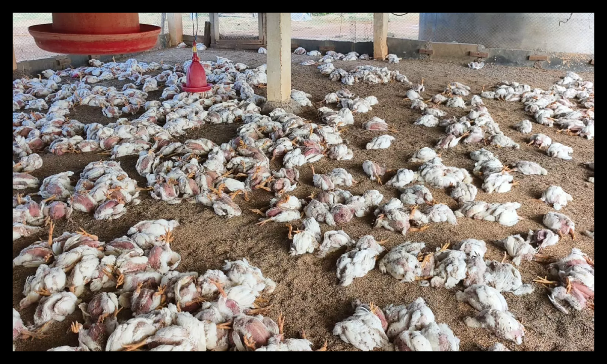 Bird Flu in Ranchi Update