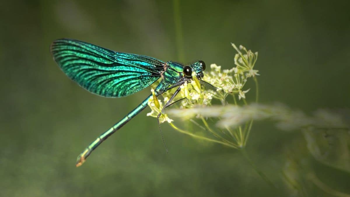 पहुंच अस्वीकृत