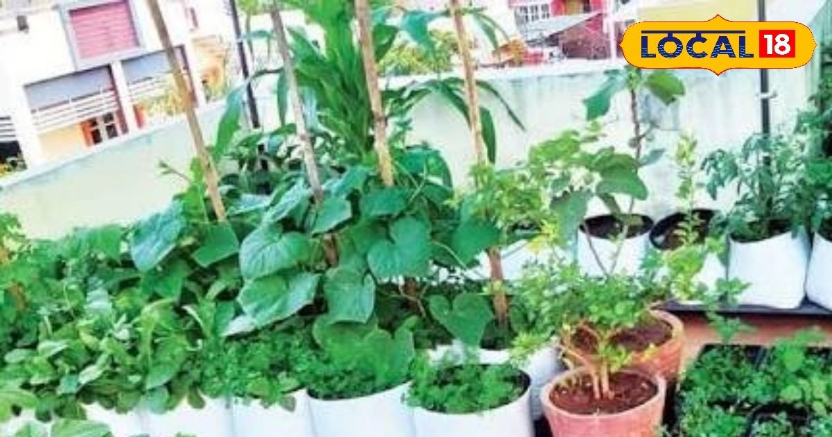 गार्डेन