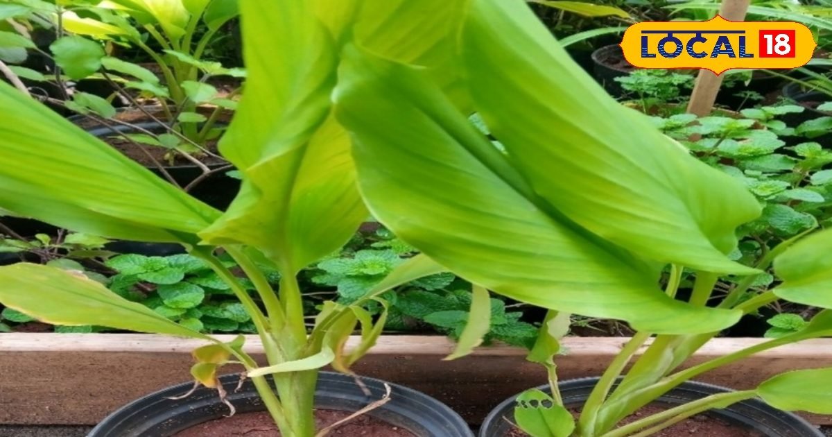 ठंड के मौसम मे इम्युनिटी घट जाती है लोग बीमार पड़ते है