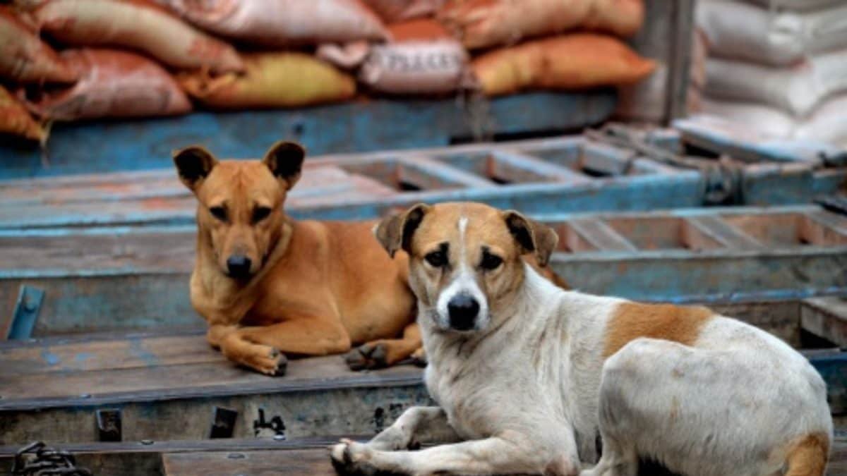 दिल्ली सरकार ने शिक्षकों को आवारा कुत्तों की जनगणना करने का निर्देश देने से इनकार किया