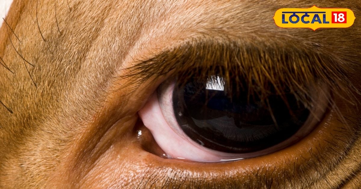 आंखों के इलाज में आम बीमारी, समय पर न हो तो हो सकती है रोशनी, पशुपालक का जरूर रखें ध्यान