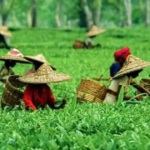 किस राज्य को भारत की राजधानी कहा जाता है, ब्रिटिश एयरलाइंस की यहां टी प्लांट्स की खोज थी