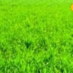 WhatsApp पर बिक रही है स्ट्रॉबेरी! मुनाफे का ये मॉडल कर देगा हैरान