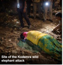 Koderma wild elephant attack