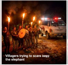 Koderma wild elephant attack