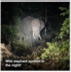Koderma wild elephant attack