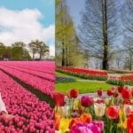 These Spring Festivals Will Make You Book An April Trip Instantly