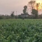 बोकारो के भरत महतो ने मल्चिंग-ड्रिप से की झींगा खेती, 15 हजार लागत 1.5 लाख तक कमाई