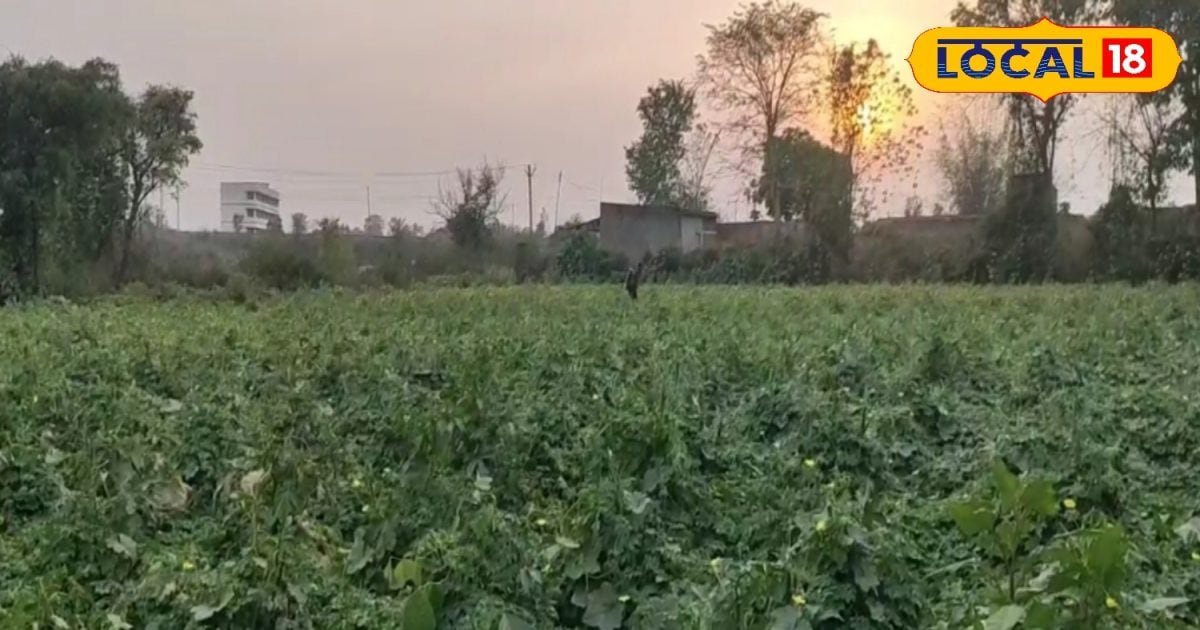 बोकारो के भरत महतो ने मल्चिंग-ड्रिप से की झींगा खेती, 15 हजार लागत 1.5 लाख तक कमाई