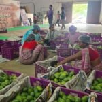 Jharkhand Mango Market Jharkhand Mango Market